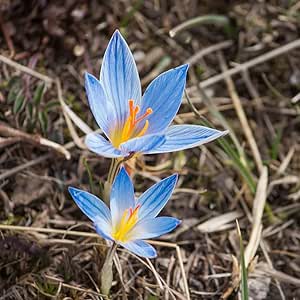 Krokusse Zwiebeln Winterhart MehrjäHrig Blumenzwiebeln Deko Blumen