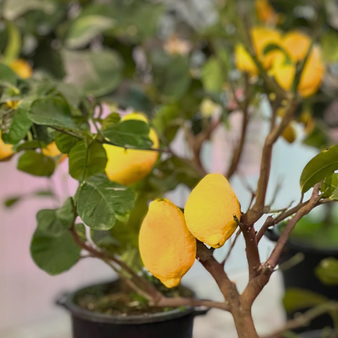 Agrumes au citron Feminello Caroubier Arbre fruitier Hauteur: 150~160 cm Pot: 26 cm