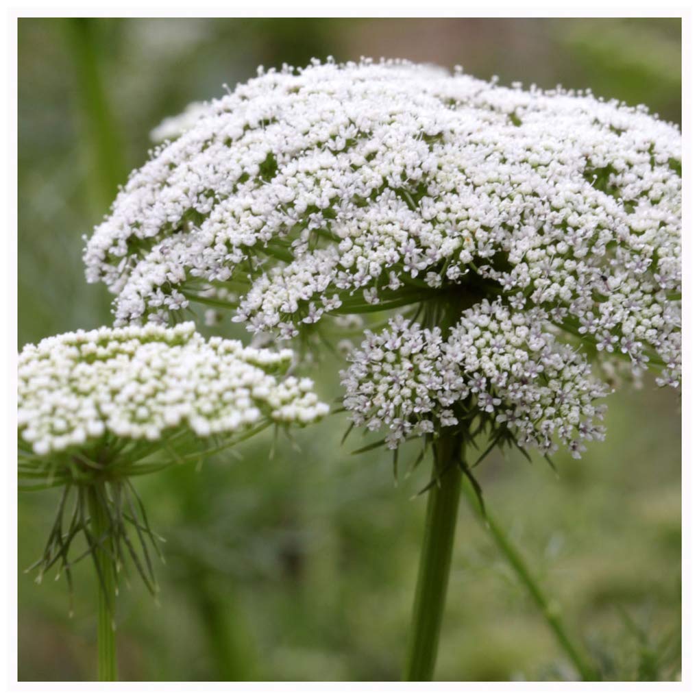 Ammi visnaga Seeds. Queen Anne's Lace