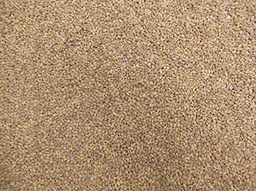 Curtis Cebada perlada 1x3kg