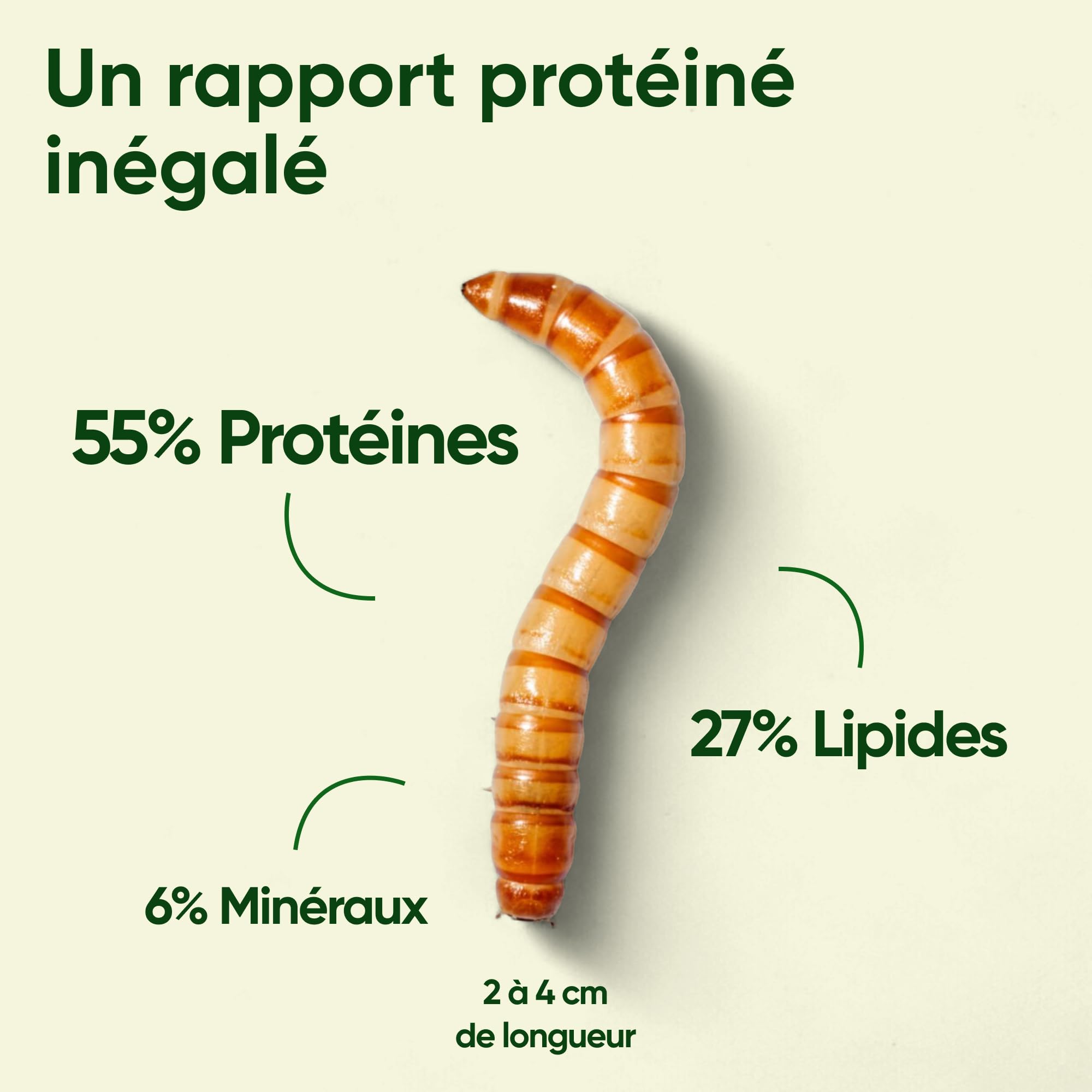 vers de Farine pour Poules 2kg - Élevés Et Séchés en France - Riche en Protéines 55% - Nourriture 100% Naturelle pour Oiseaux, Hamster et Reptiles - Complément Alimentaire Animaux