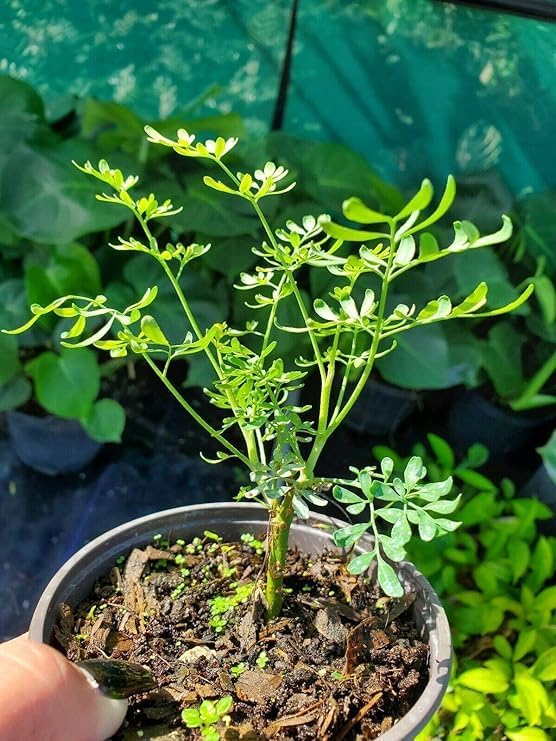 Miniatura 2 de Planta, Ruda Planta Común Rue Ruta graveolens Hierba de Gracia de 5 a 7 pulgadas de Alto