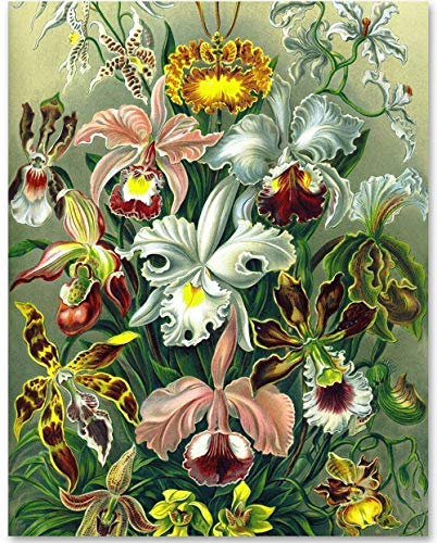 Orchid Botanical Illustration, Ernst Haeckel - 11x14 Unframed Art Print - Makes a Great Home or Office Decor and Gift Under $15 for Nature Lovers
