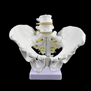Study Model Human Torso Model Human Pelvic Anatomical Model Female Body 2 Section Lumbar Pelvis Model Anatomical Model for Medical Teaching Life Size Anatomical Model SaiFei