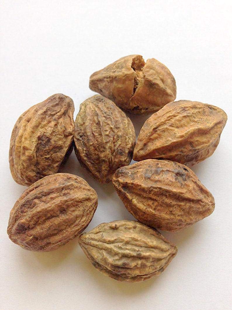 GREEN WORLD Harad/Haritiki/Terminaia Chebula/Chebulic Myrobalan Ayurveda Tree Seeds (50 Gms Seeds) (B07XH4PQ8J) Amazon Price History, Amazon Price Tracker