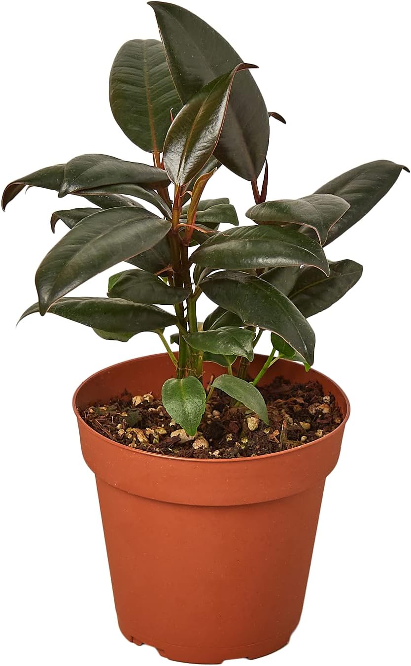 House Plant Shop | Ficus 'Burgundy' - 4" Pot | Live Indoor Plant | Easy to Care | Natural Décor Plant | Great Gifts| Free Care Guide