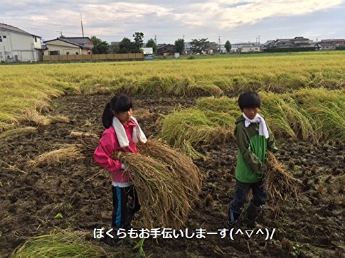 Amazon.co.jp: 無農薬 有機栽培 天日干し 稲ワラ 無選別カット 宅配便