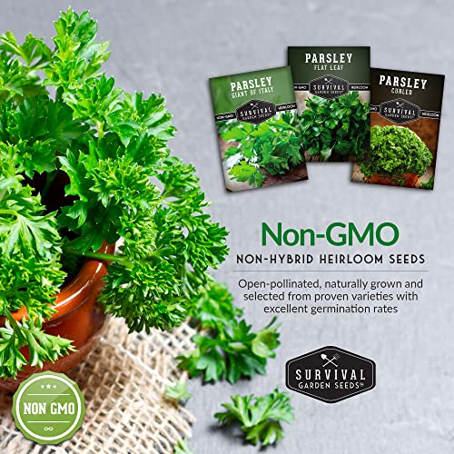 Parsley Seed Collection – 3 Varieties: Italian Giant, Curly, Flat Leaf Parsley Seeds for Planting Indoors or Outdoors – Non-GMO Heirloom Open-Pollinated Herbs – Survival Garden Seeds - Image 5