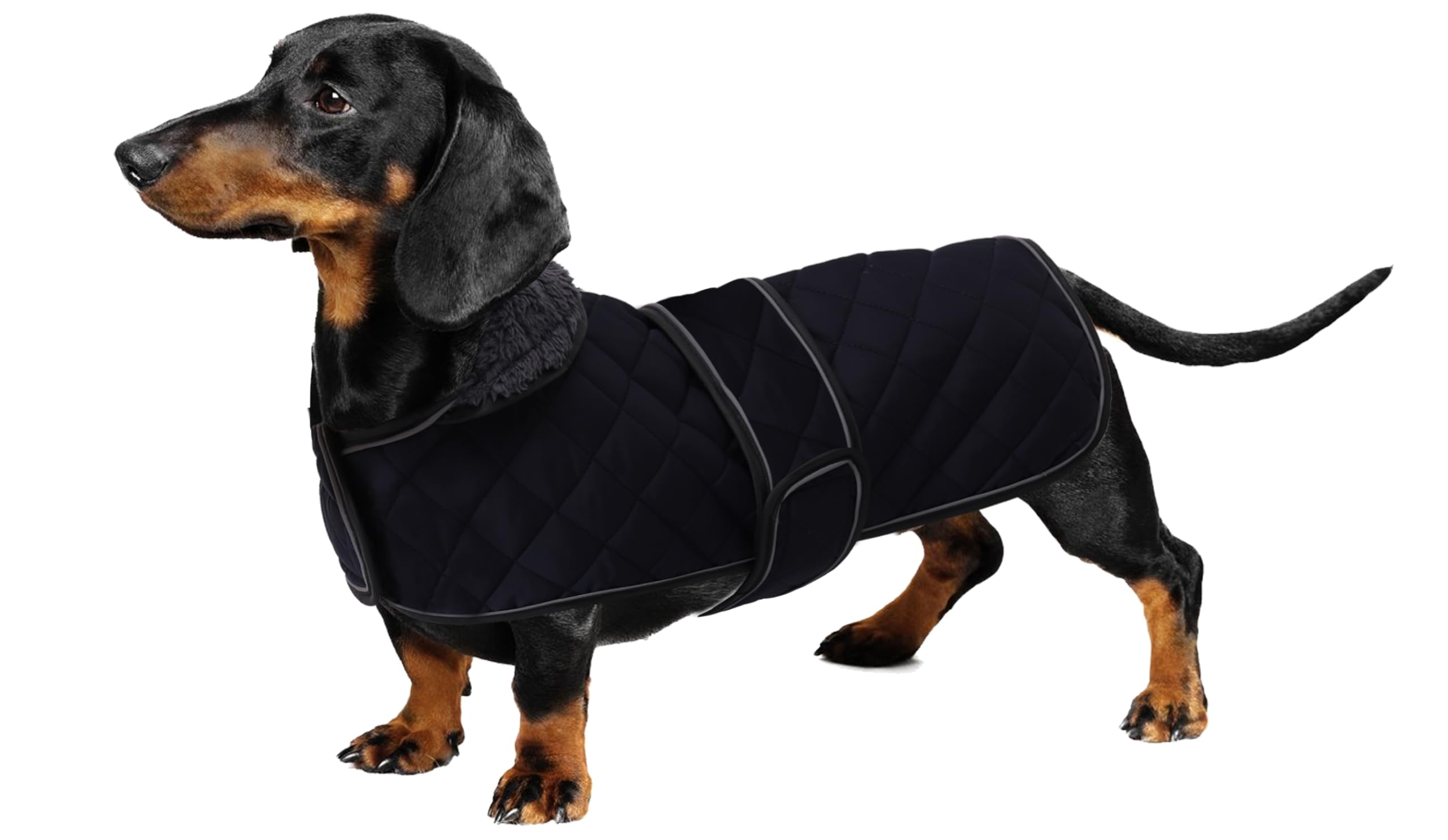 Manteau d'hiver pour chien Teckel imperméable idéal pour les balades sous la pluie