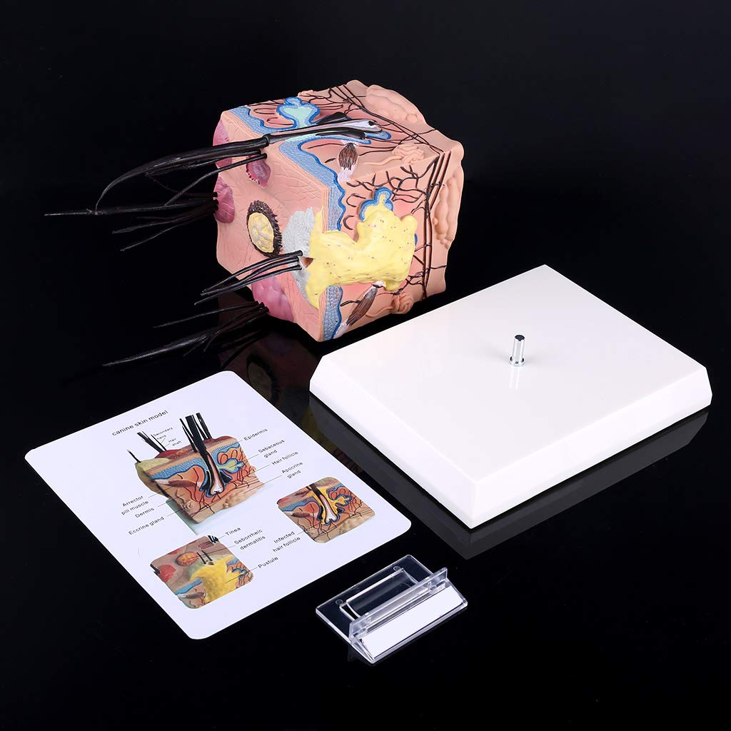 XUYUH Dog Skin Model Sick Dog Canine Skin Anatomical Model Veterinary Vet Anatomy Display Teaching, 10x10cm