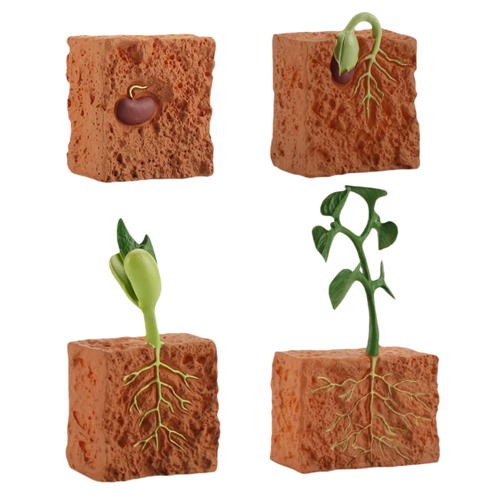 Buy Growth Cycle Model, Life Cycle of a Green Bean Growth Model Kit