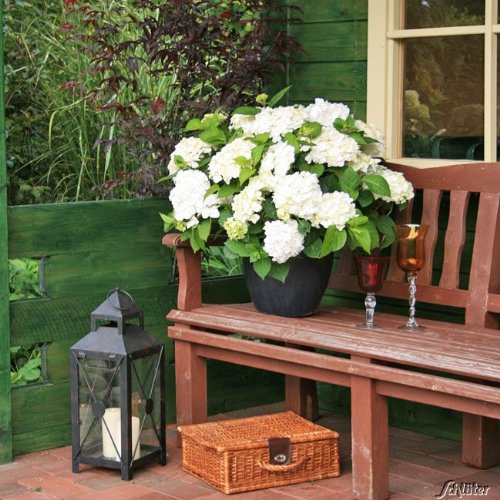 Hortensie Endless Summer \'The Bride\' Hortensie Endless Summer \'The Bride\'