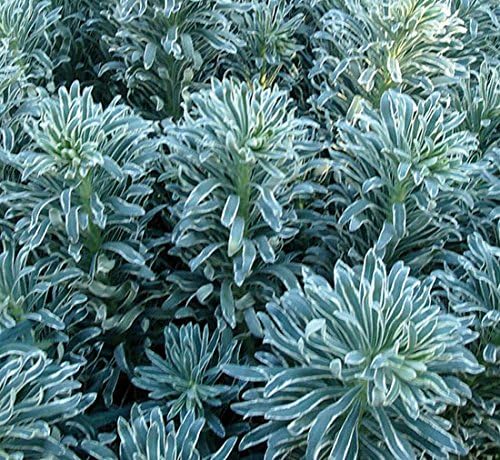 Euphorbia 'Glacier Blue' 15cm Pot Size