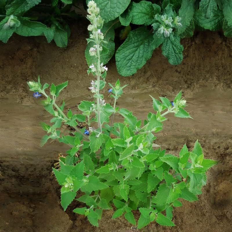 Miniatura 1 de Catnip Nepeta - Semillas variadas sin tratar - Semillas variadas - Sin OMG - 14 onzas