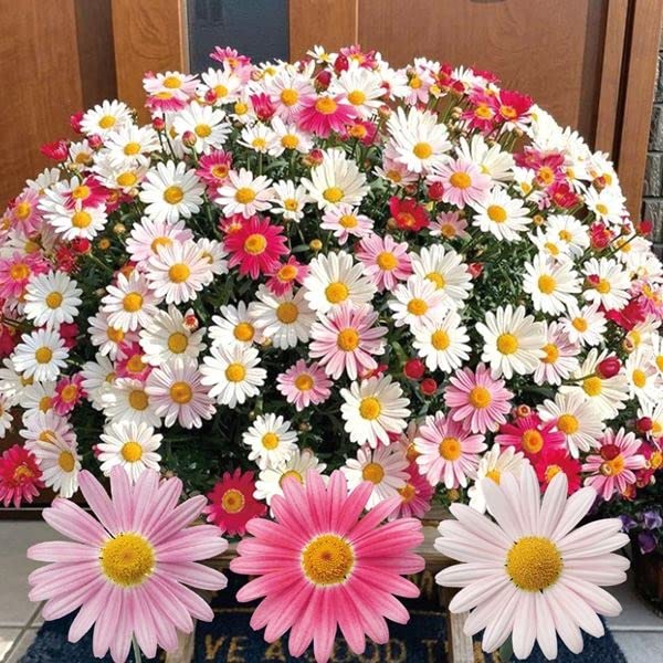 Amazon.co.jp: 花苗 マーガレット ストロベリーホイップ PVP 2株