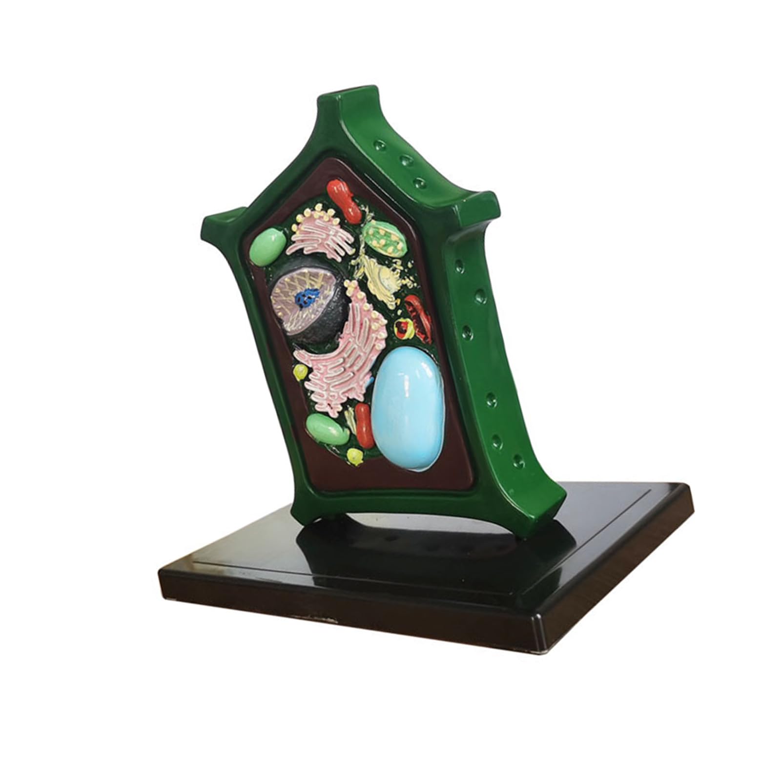RBRMHM Plant Cell Model Plant Anatomy Model Learning Biology Science Model Biology Teaching Tool for Science Education