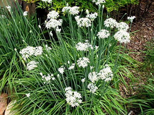Garlic Chives Allium Tuberosum Chinese Chives Chinese Leek 100 Seeds #TOP3