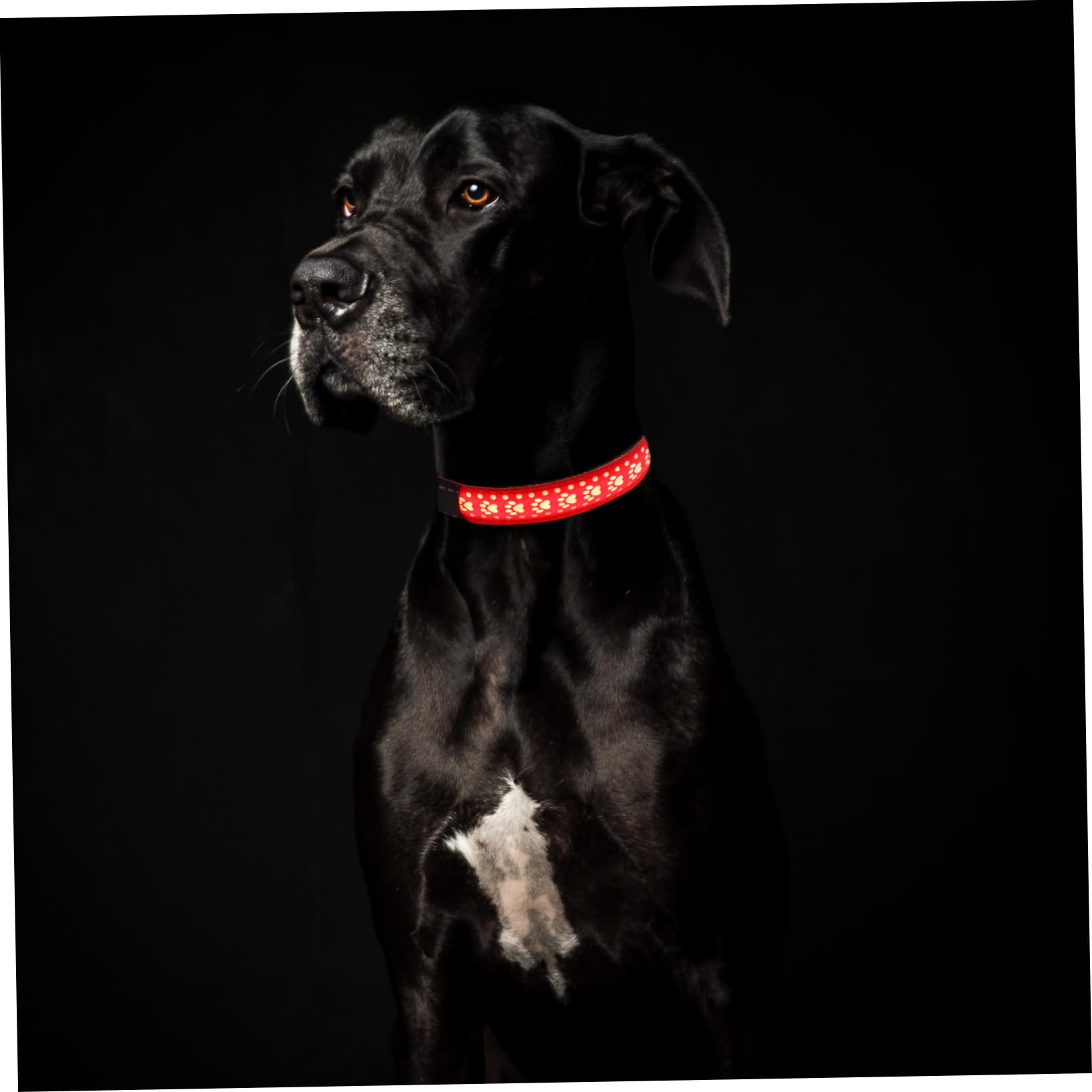 Toddmomy 3 Pièces Collier Lumineux Colliers de pour Chiots de sécurité pour Animaux de Compagnie Dog Collar pour Animal de Compagnie de Clignotant