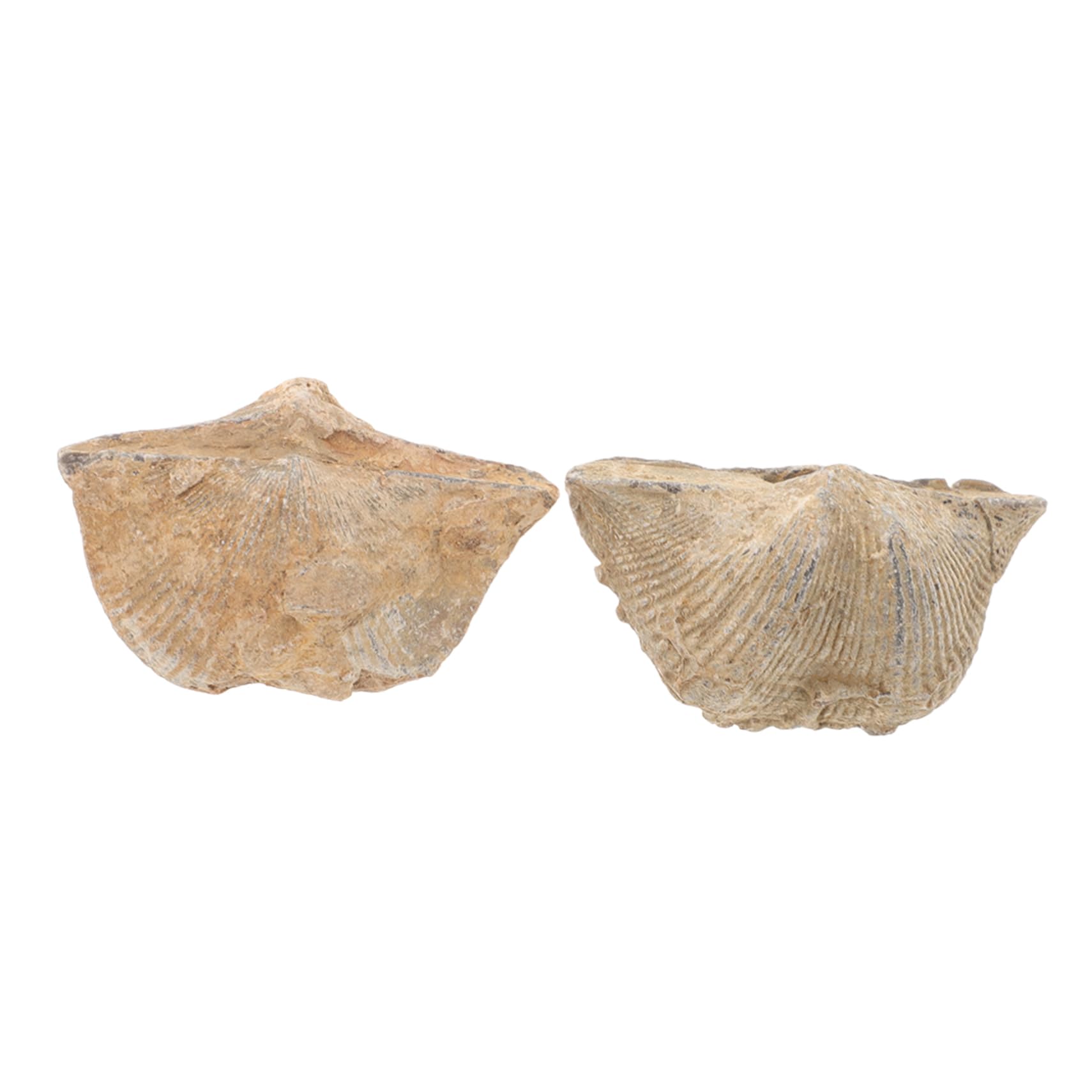 CIYODO 2pcs Stone Swallow Specimen Sea Shell Specimen Adornment Shell Specimen Decoration Natural Seashell Educational Spirifer Adornment Conch Specimen Natural Shell Specimen