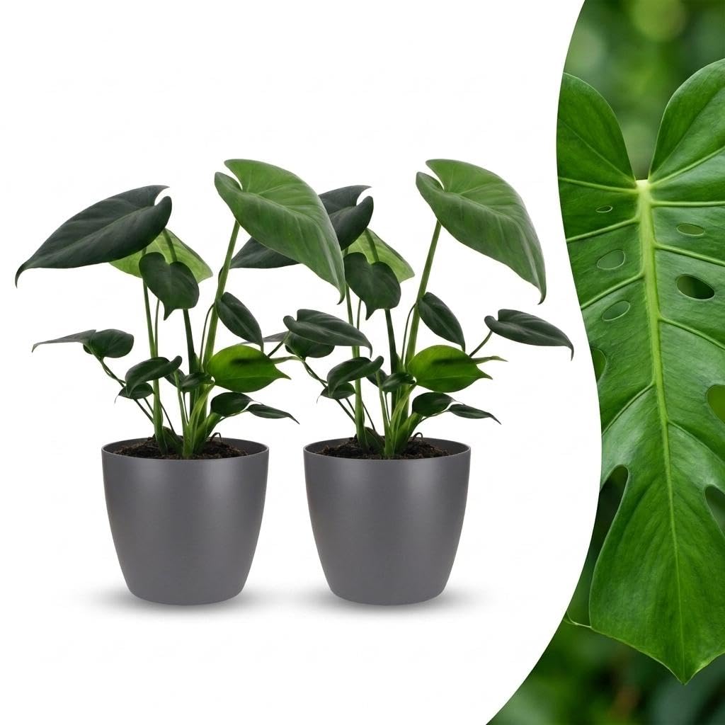 Monstera Deliciosa – roślina z dziurami – 2 sztuki – w szarej doniczce - 30cm - Ø12cm
