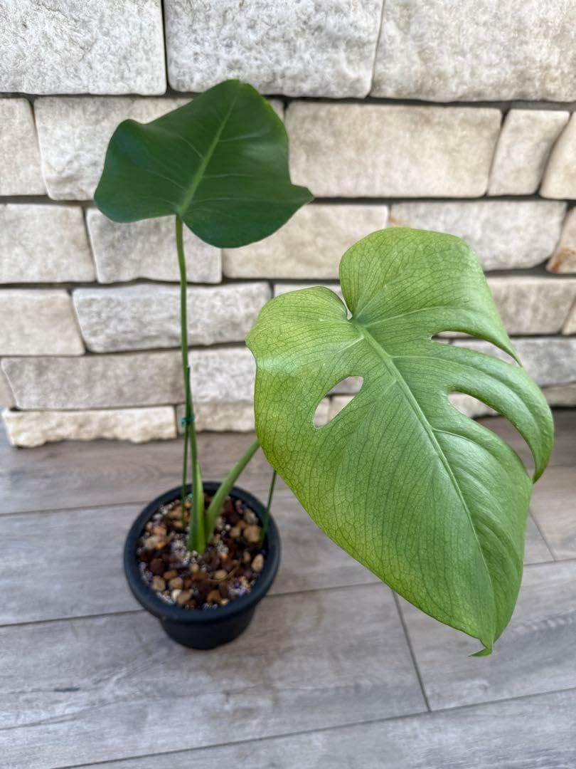 【3487619】 モンステラ デリシオーサ ミント 斑入り モンステラデリシオーサミント斑入り 3487619】 モンステラ