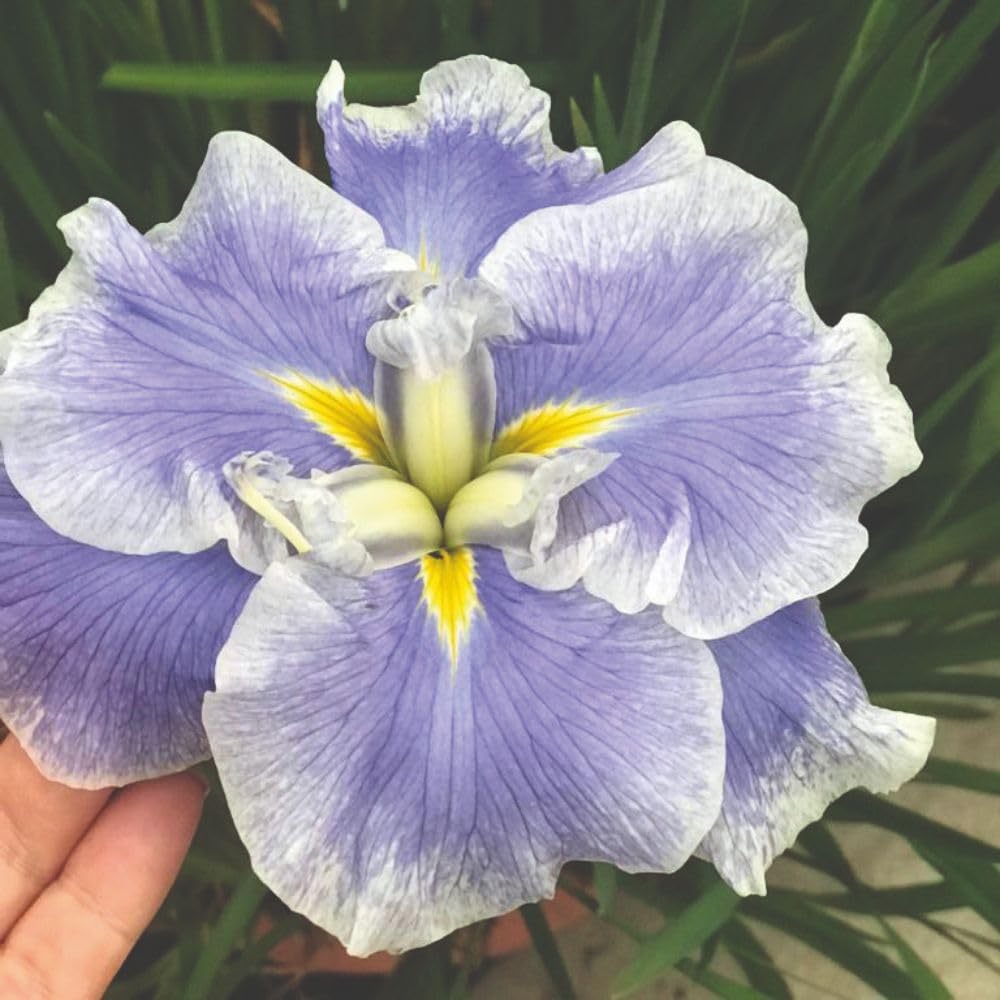 Iris ensata Dinner Plate 'Ice Cream' – Japanese Iris 9cm Pot x 1 by Thompson & Morgan