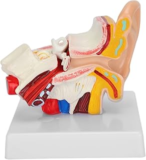 Modelo de orelha humana, ANGGREK 1,5 vezes modelo 3D de exibição de orelha, modelo externo de orelha, material de educação, modelo de orelha interna média com base