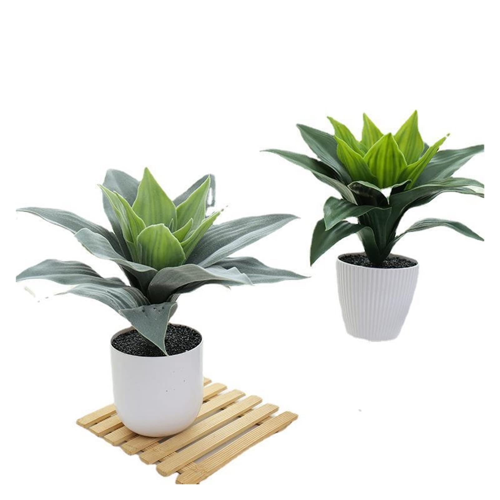 aloe vera blätter kaufen Aloe vera (Echte Aloe) kaufen main image 1