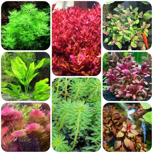 500 pz semi dell'acquario delle acquatiche, del giardino serre da balcone esterno resistenti