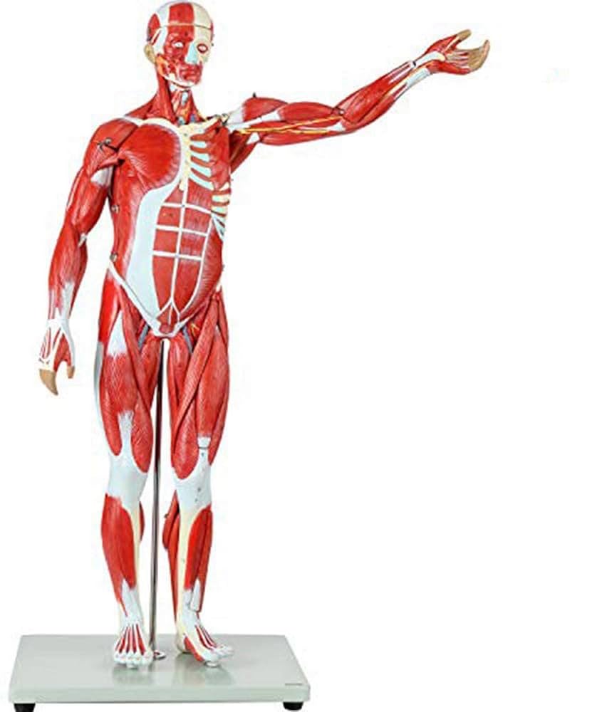 人体模型 約180cm 詳細な筋肉構造 Amazon.co.jp: Aoguzhao 人体モデル 人体模型 30cm 男性 女性 1
