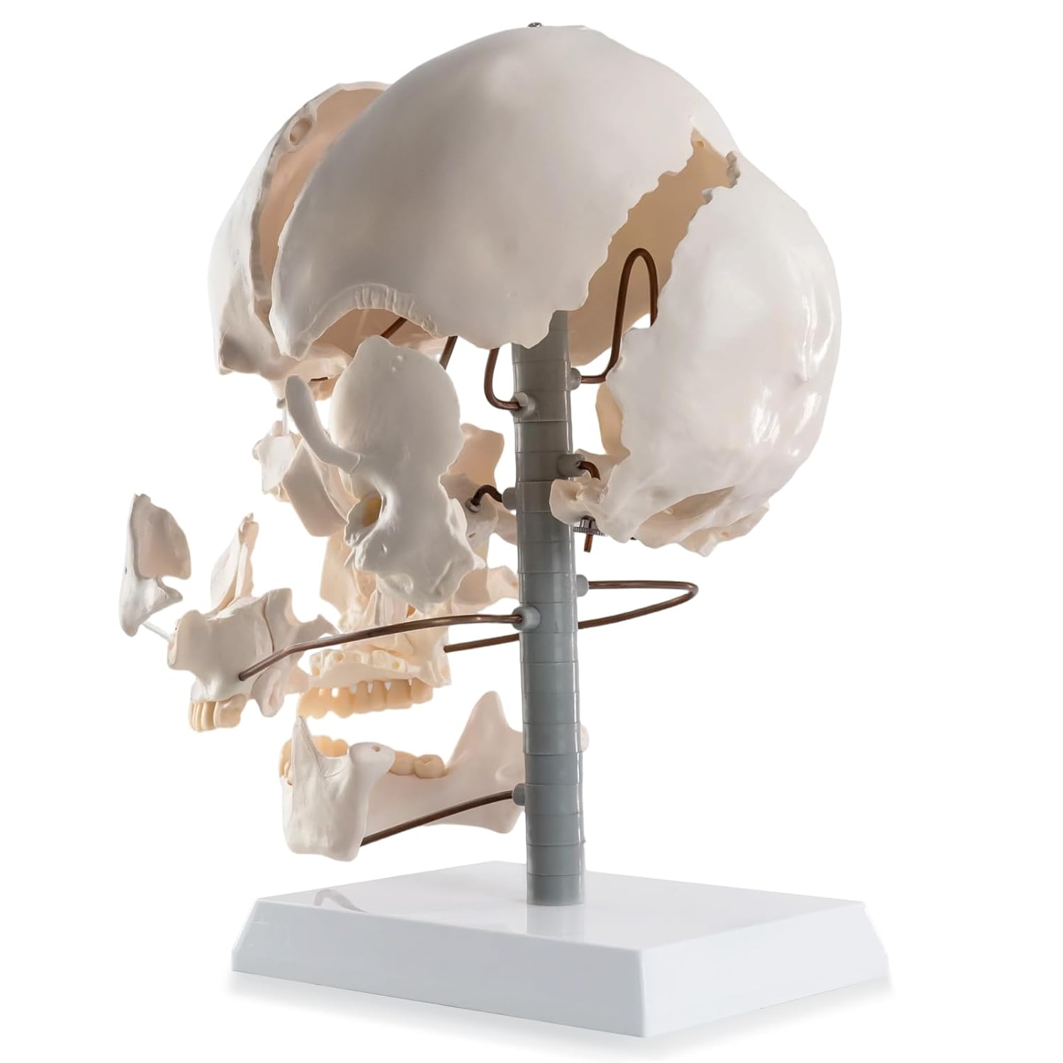 MediTrain 22-Piece Exploded Human Skull Model (Full-Size, Bone Color) with Stable Display Stand - Disassembled Cranial Anatomy Teaching Tool