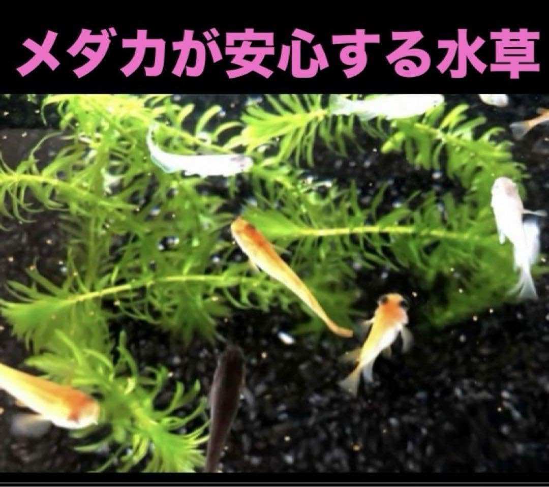 アナカリス(psb 光合成細菌 ホテイアオイ ホテイ草 金魚藻 モス アナカリス(psb 光合成細菌 ホテイアオイ ホテイ草 金魚藻 モス