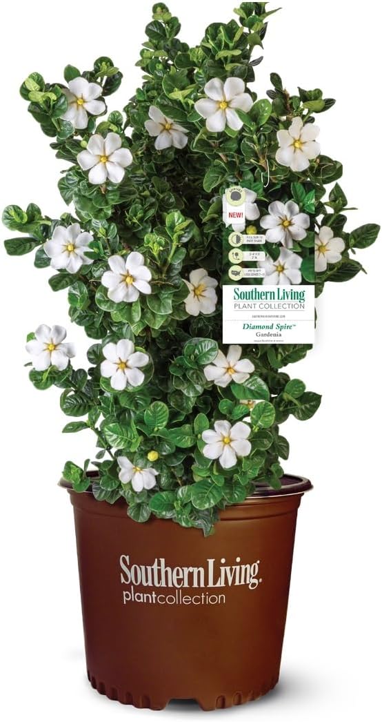 Diamond Spire Gardenia (2 Gallon) Blooming Upright Evergreen Shrub with Fragrant White Flowers - Full Sun to Part Shade Live Outdoor Plant - Southern Living Plant Collection