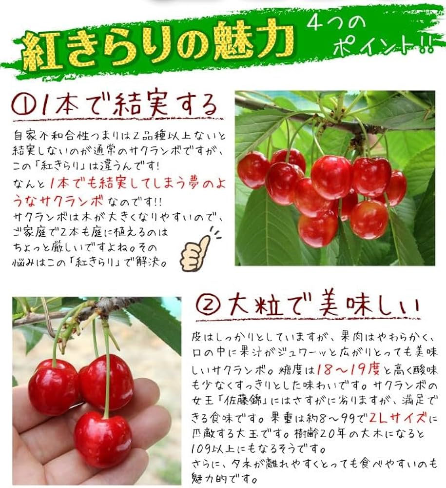 一本で実る！サクランボ コンパニオンプランツ苗木　紅きらり　2メートル 楽天市場】1本でなるさくらんぼの木 【紅きらり】 2年生接木苗
