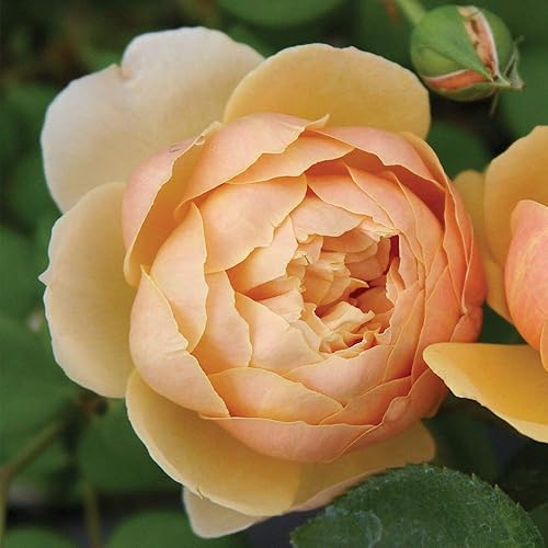 Miniatura 2 de Heirloom Roses David Austin Rose Bush - Charles Darwin Planta de rosa amarilla viva para plantar al aire libre