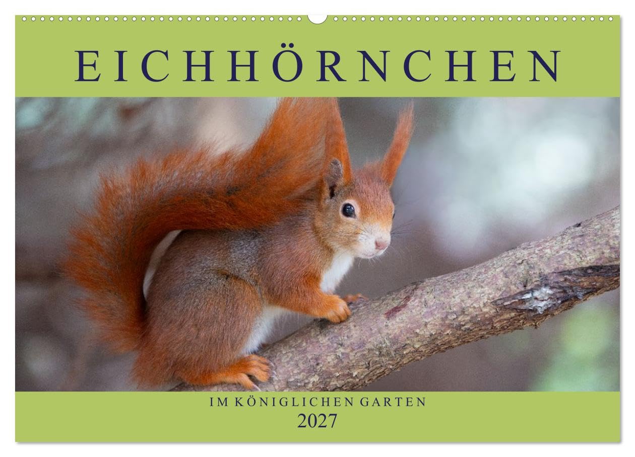 CALVENDO · Eichhörnchen im Königlichen Garten (Kalender 2027) | DIN A2 Querformat · Wandkalender · Eichhörnchen im Hannoverschen Berggarten