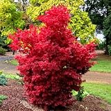Acero rosso giapponese palmatum 'Skeeter's Broom' vaso ø20 cm h 80/100 cm