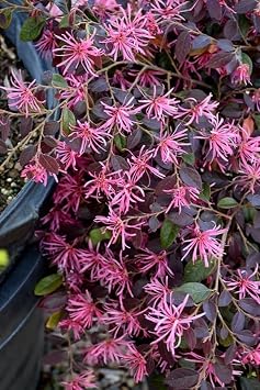 Loropetalum Daruma Dwarf Ruby | 3 Extra Large Trade 3 Gallon Plants | Loropetalum Chinense | Vibrant Foliage | Easy Care