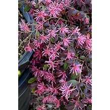 Loropetalum Daruma Dwarf Ruby | 1 Extra Large Trade 3 Gallon Plant | Loropetalum Chinense | Vibrant Foliage | Easy Care