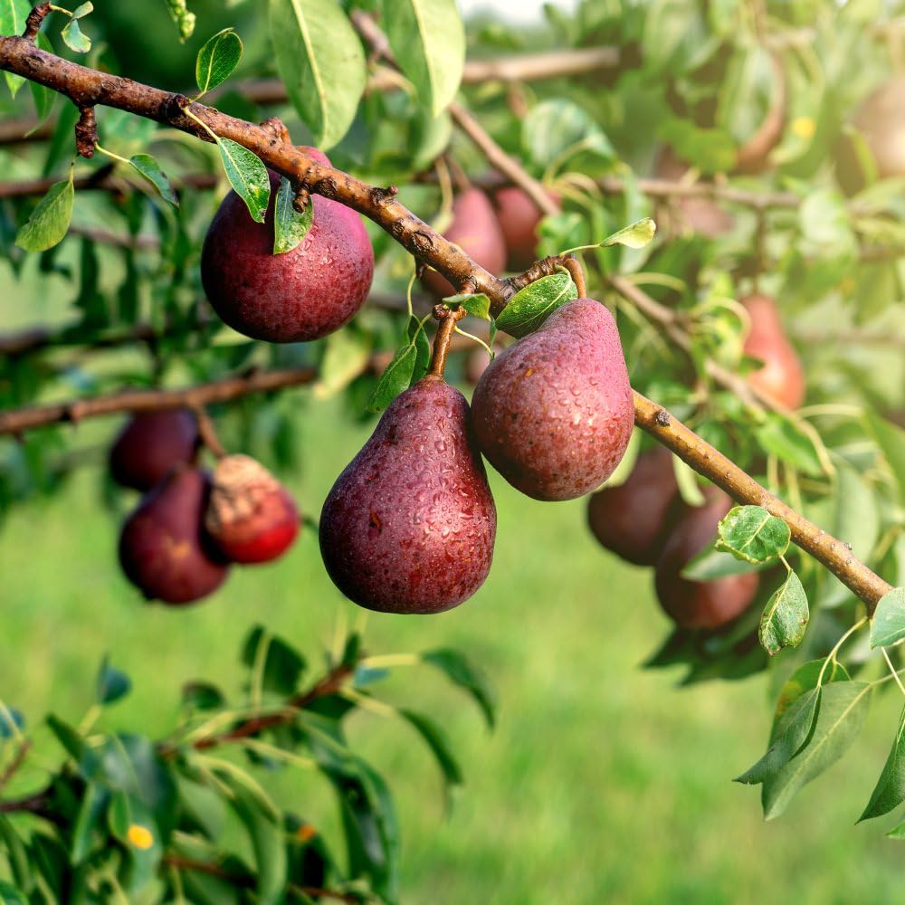 Pear 'Red William' Tree | Red-Skinned Sweet Pear | Partially Self-Fertile | Compact Growth 4.5 Litre Pot x 1 by Thompson & Morgan