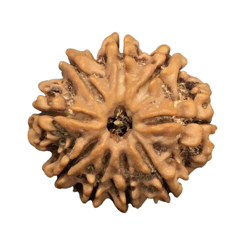 Éviter les contrefaçons avec le 9 Mukhi Népal Rudraksha certifié de 20 mm à 22 mm