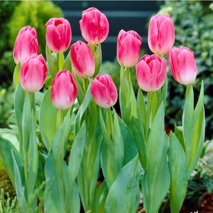 Plantogallery Imported Tulip Flower Bulb (Dynasty 1pc) (B0CLF2KLWL) Amazon Price History, Amazon Price Tracker