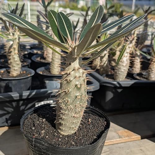 ���Y������ �p�L�|�f�B�E�� �O���L���X Pachypodium rosulatum var. gracilius (�Ǘ��ԍ�P3)