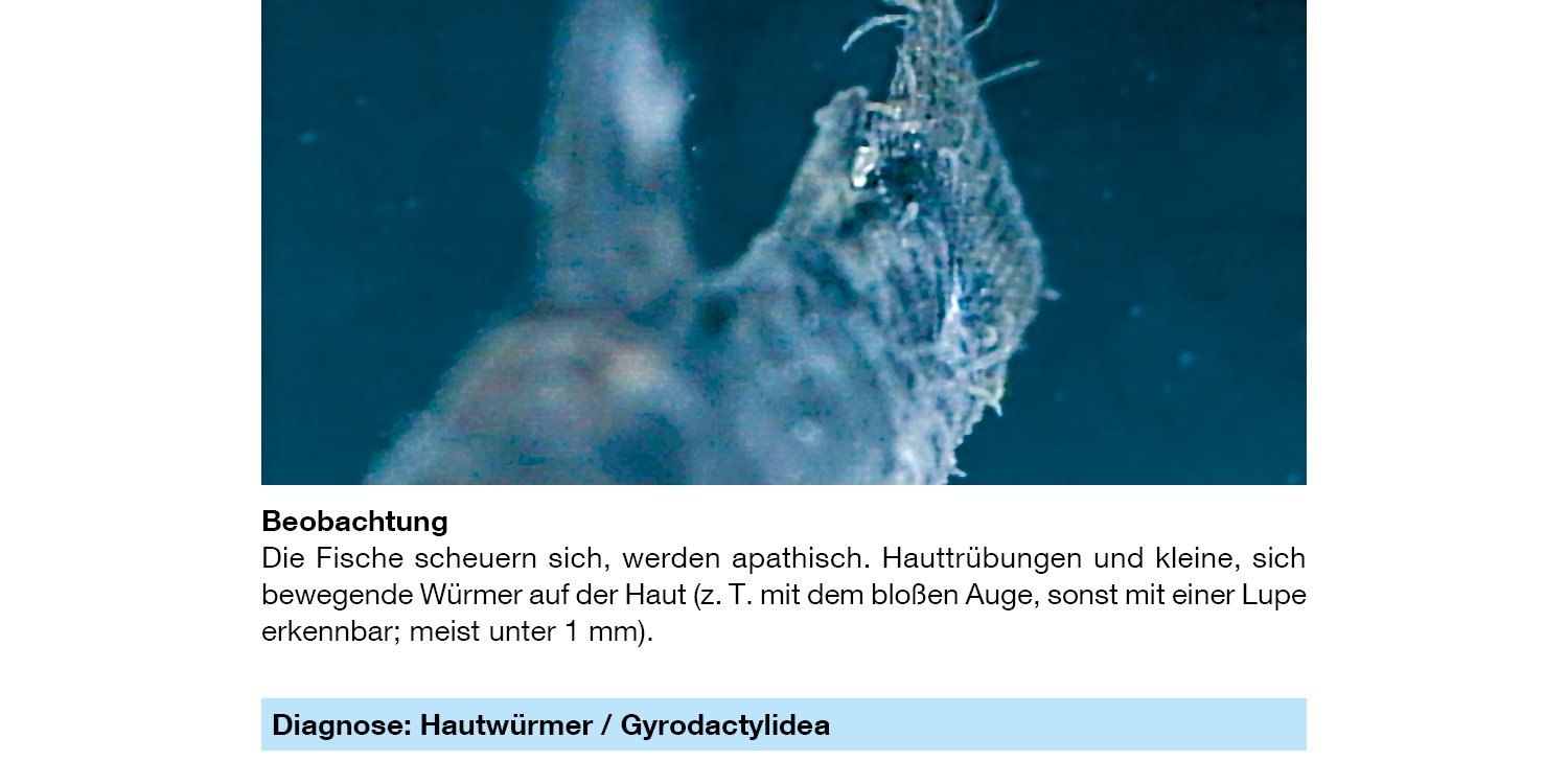 Sera Phyto med Tremazid 100 ml - Pflanzlicher Wasseraufbereiter gegen Haut- und Kiemenwürmer