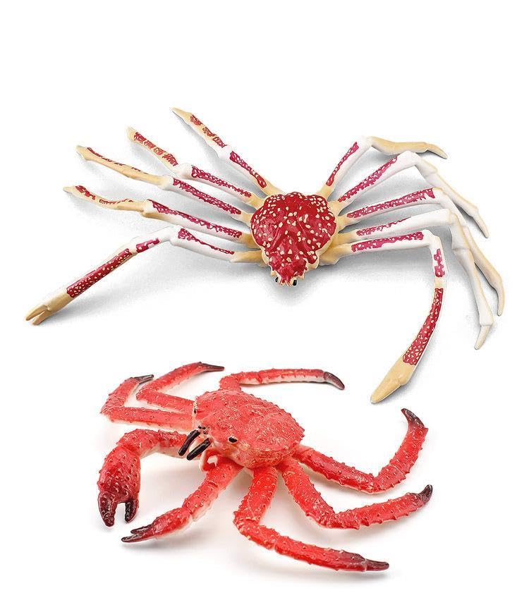 タラガニ　カニ　標本　昆虫標本　海　ハンドメイド　タラガニ蟹 Amazon.co.jp: カニの標本モデル - 海洋生物標本 - 海洋生物カニ