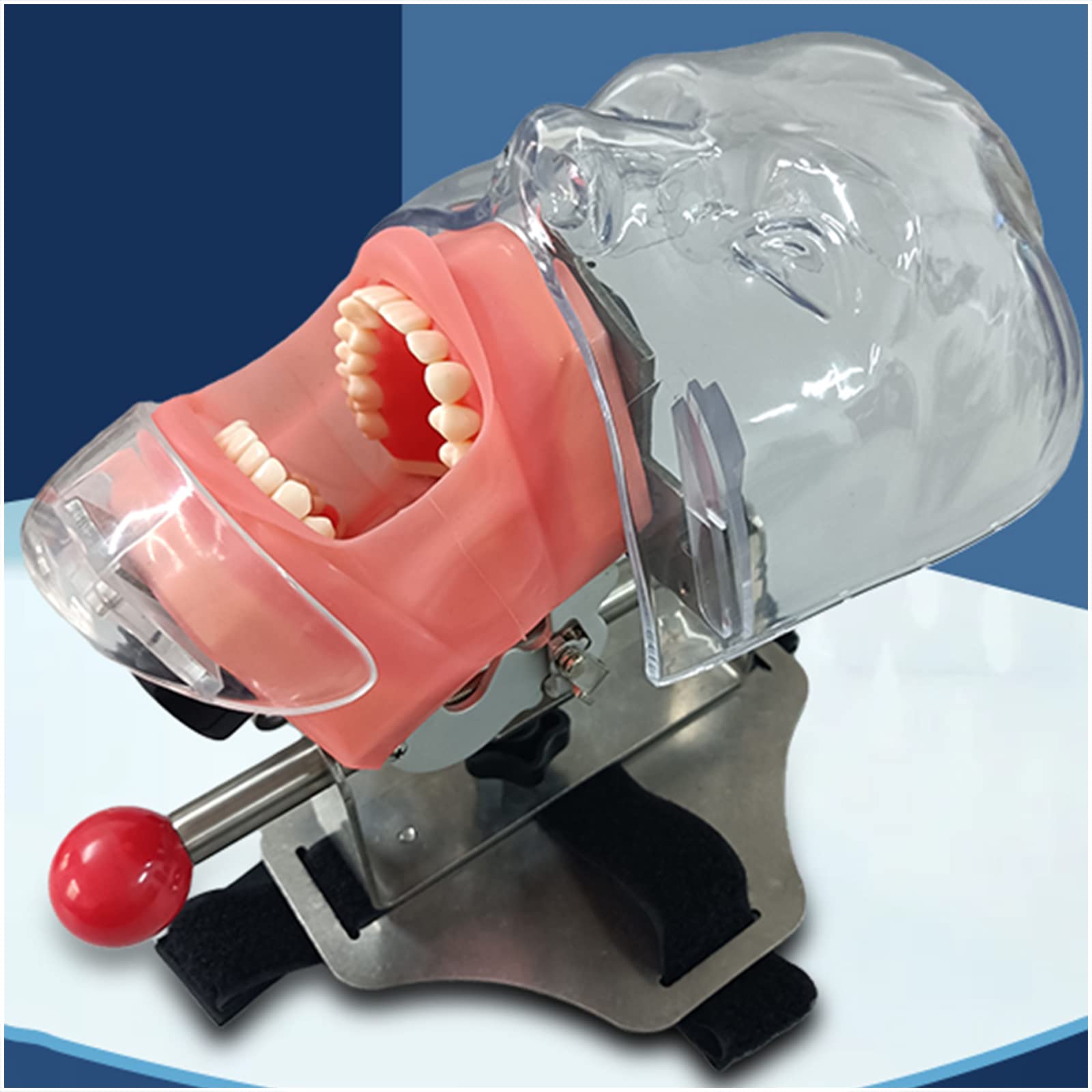 Simulazione dentale Stampo semplice per testa - Manichino dentale Pratica semplice Stomatologia rimovibile Insegnamento Preparazione dei denti Forma della testa di restauro ortodontico