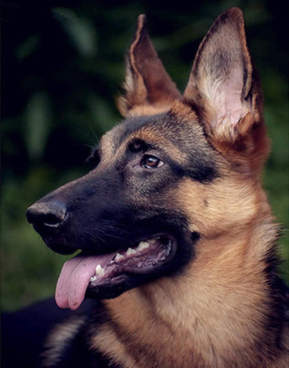 Diy diamant peinture point de croix chien Demu pour réduire le stress quotidien