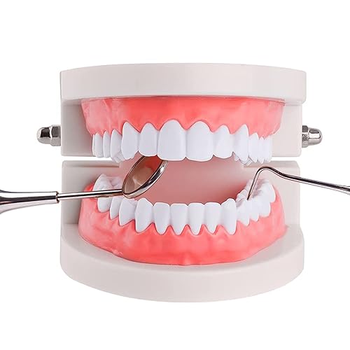 YOUYA DENTAL - Modelo de dientes estándar suministros de estudio de enseñanza dental para niños modelo estándar de dientes de demostración tipodont