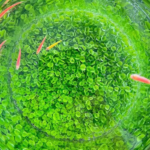 Image of 4 Pack Aquarium Plant S.e.e.d Set, not Artificial plasticl Plant. Real Grass Tank Decor Replacement for Resin or Plastic Grass N0:9527-2