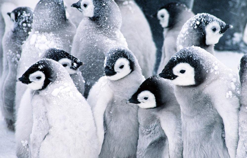 Kinderpuzzles 2000 Teile Pinguin 70x100cm